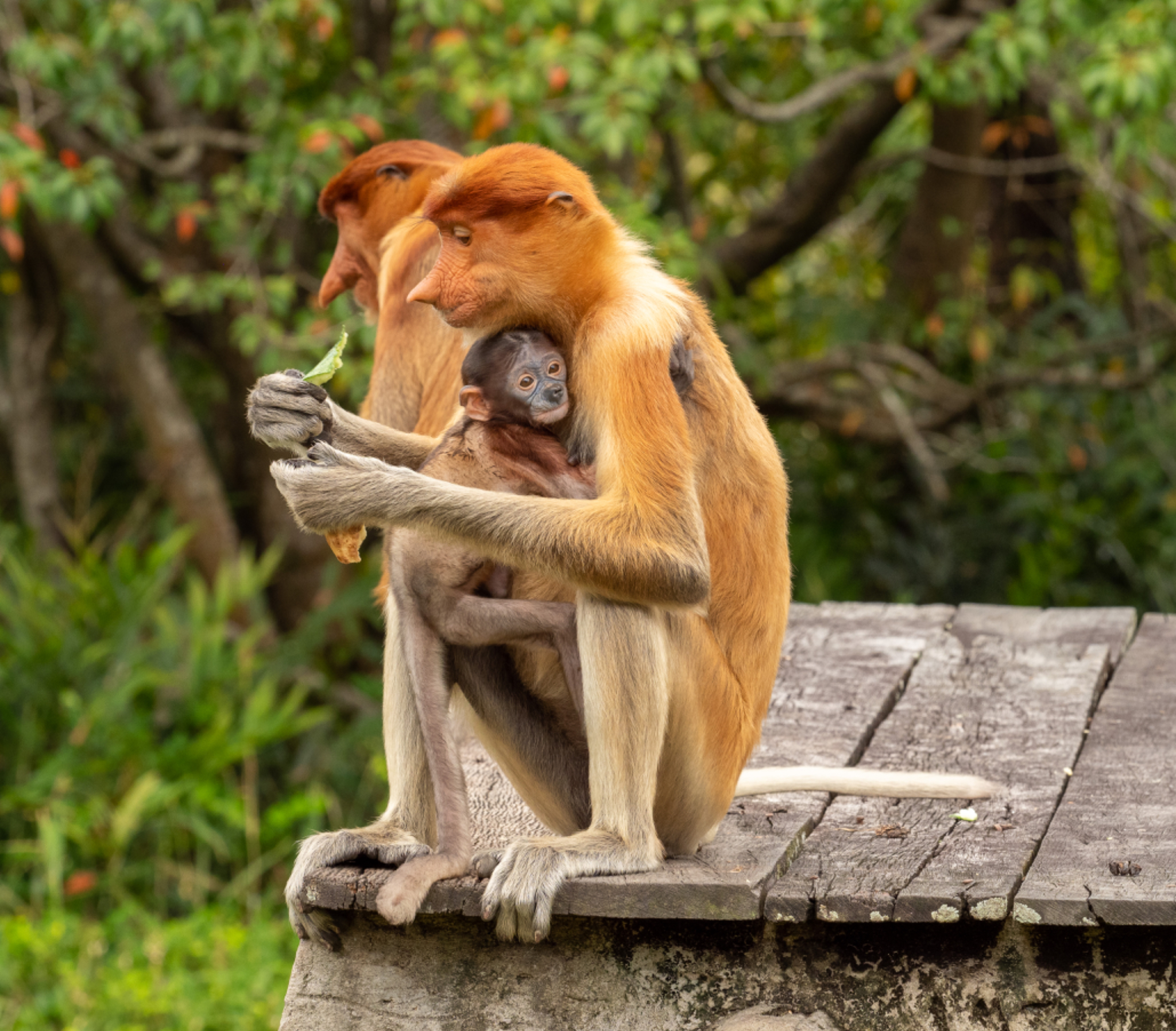 Proboscis Monkey mom and baby